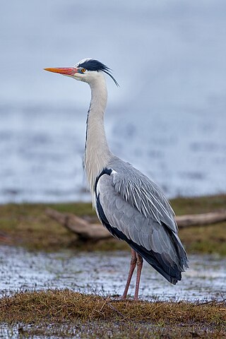 <span class="mw-page-title-main">Grey heron</span> Long-legged predatory wading bird