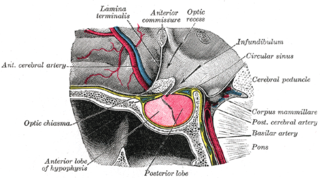 <span class="mw-page-title-main">Hypophyseal portal system</span> System of blood vessels