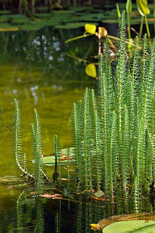 <i>Hippuris vulgaris</i> Species of plant