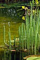 Vanligur vatnspíri (Hippuris vulgaris)