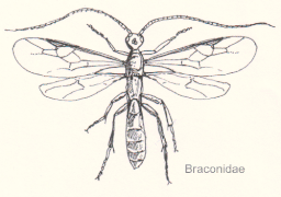 Braconidae