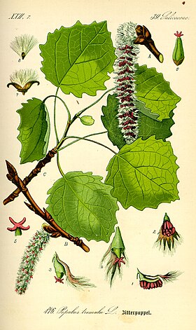 Illustration Populus tremula