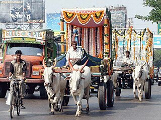 <span class="mw-page-title-main">Ox</span> Common bovine draft and riding animal