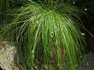 <i>Isolepis cernua</i> Species of grass-like plant