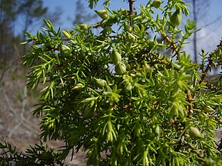 <i>Juniperus navicularis</i> Species of plant