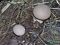 Karpotasis pumpotaukšlis (Lycoperdon perlatum)