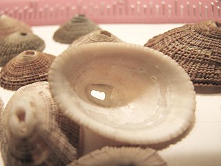 Fissurellidae Family of limpet-like sea snails