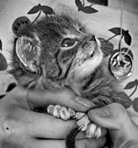 Le chaton apprend à rentrer ses griffes.