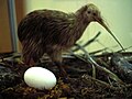 photo d'un petit oiseau aux plumes blanches et marrons et un long bec avec un œuf blanc au premier plan