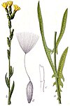 Lactuca saligna Sturm46.jpg