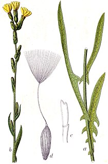 <i>Lactuca saligna</i> species of plant