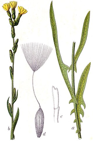 <i>Lactuca saligna</i> Species of lettuce