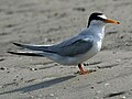 Least Tern RWD22.jpg