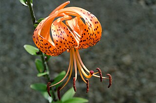 <i>Lilium lancifolium</i> Species of lily