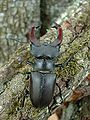 L'afurcapollos (Lucanus cervus) ye l'escarabacho mes gran d'Eurasia