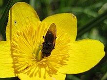 hoverfly of the genus Cheilosia visiting C. palustris Marsh Marigold 080427.jpg