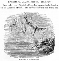 "May-Flies in Sunset Dance" by Philip Henry Gosse in a Victorian edition of Gilbert White's Natural History of Selborne