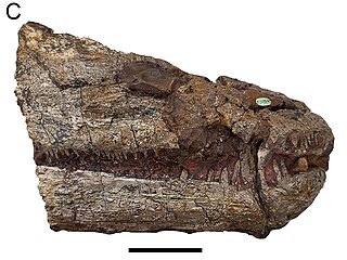 <i>Microposaurus</i> Extinct genus of amphibians