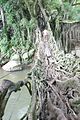 Pont de cordes et racines d'arbres tropicaux dans la région de Painan