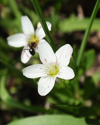 <i>Montia chamissoi</i> Species of flowering plant