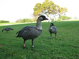 Group of Hawaiian geese on the golf course of Waikoloa in April 2010.