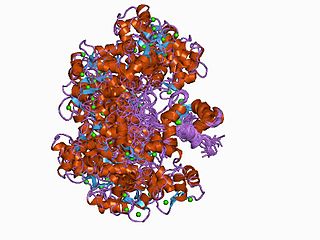 <span class="mw-page-title-main">ATP2B4</span> Protein-coding gene in the species Homo sapiens