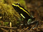 Phyllobates aurotaenia