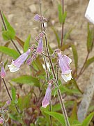 Penstemon gracilis