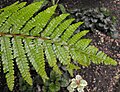 Polystichum polyblepharum