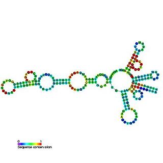 <span class="mw-page-title-main">T-box leader</span> RNA element