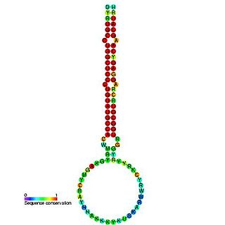 mir-160 microRNA precursor family