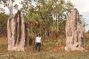 RayNorris termite cathedral mounds.jpg