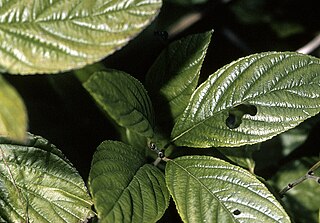 <i>Rhamnus alnifolia</i> Species of flowering plant in the family Rhamnaceae