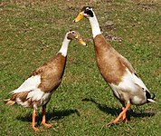 Runner-ducks.jpg