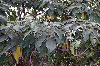 <i>Solanum mauritianum</i> Species of tree