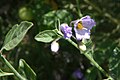 Solanum umbelliferum çiçekleri