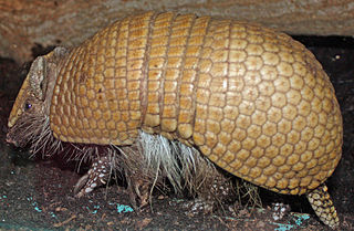 <span class="mw-page-title-main">Chlamyphoridae</span> Family of armadillos