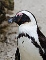 Pinguin (Zoo Münster)