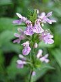 Stachys aspera