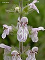 Stachys rigida