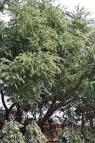 <i>Pithecellobium dulce</i> Species of flowering plant