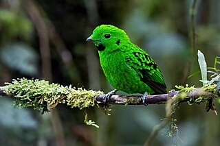 <span class="mw-page-title-main">Whitehead's broadbill</span> Species of bird endemic to Borneo