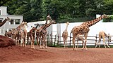 アミメキリンの展示エリア