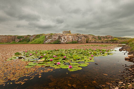 Bjärekusten nature reserve. Photograph: Håkan Algotsson