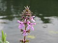 Stachys palustris