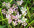 Neyðarnartl (Anagallis tenella)