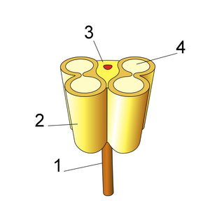 <span class="mw-page-title-main">Connective (botany)</span> Portion of sterile tissue between thecae