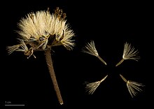 Arnica montana fruits and seeds Arnica montana MHNT.BOT.2011.18.5.jpg