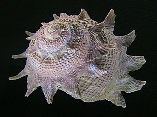 Turbinoidea