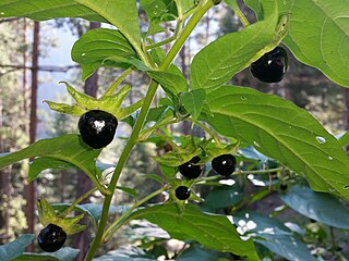 <span class="mw-page-title-main">Atropa belladonna</span> Species of toxic flowering plant in the nightshade family